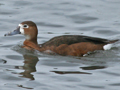 Rosy-billed Pochard